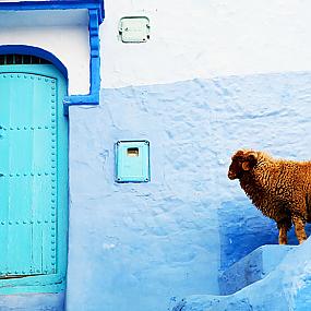 morocco-blue-walls-town-chefchaouen-7