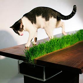 pet-cats-dogs-furniture-idea-6