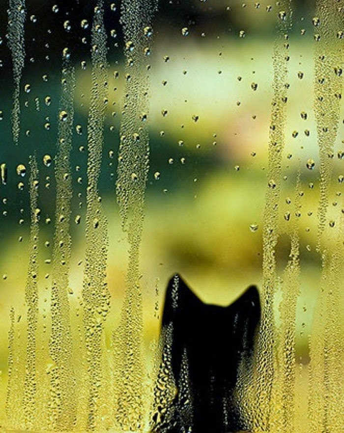 sunday-mood-summer-raining-22