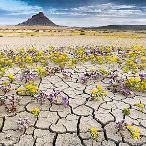 utah-badlands-desert-folwer-10