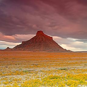 utah-badlands-desert-folwer-11