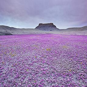 utah-badlands-desert-folwer-1