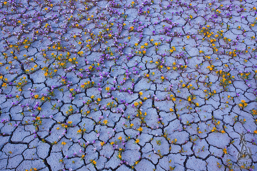 utah-badlands-desert-folwer-2
