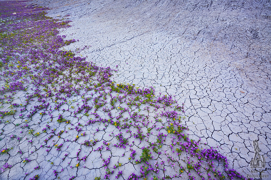 utah-badlands-desert-folwer-4