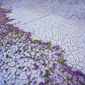 utah-badlands-desert-folwer-4