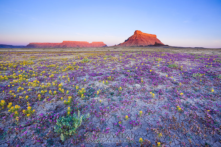 utah-badlands-desert-folwer-8