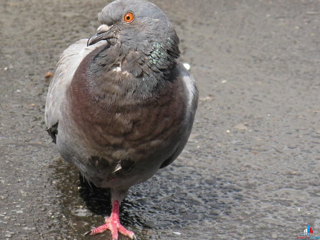 Мои фото птиц