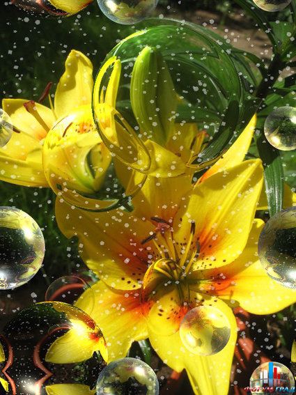 Открытки цветы