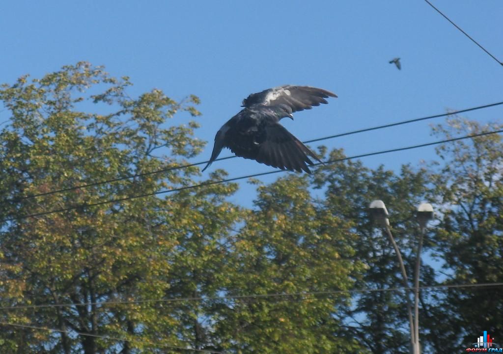 Мои фото птиц