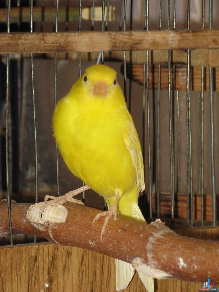 Мои фото птиц