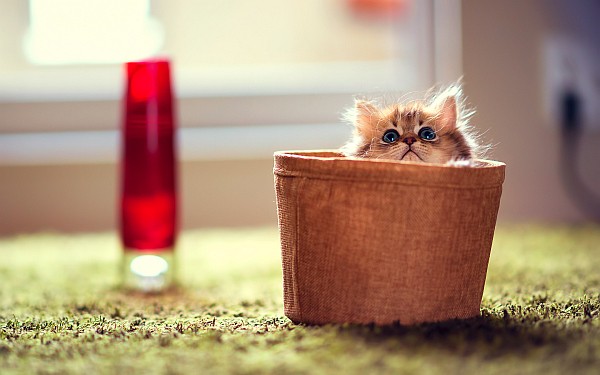 dog-and-cat-houses-4