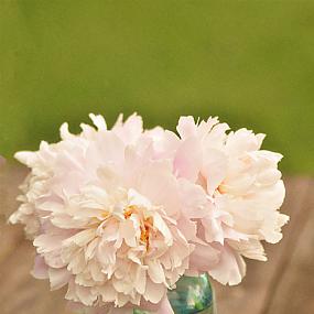 peony-power-4