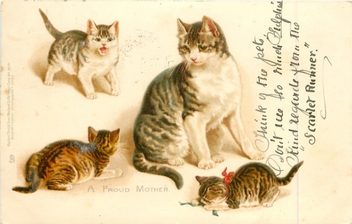 Открытки с кошками Кошки, худ.H.J. Maguire, 1903 год.