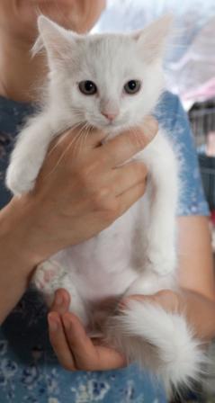 Боська в полный рост