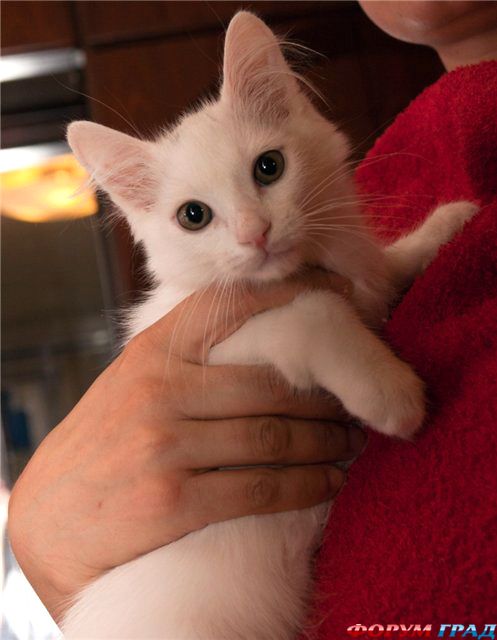 Боська на руках