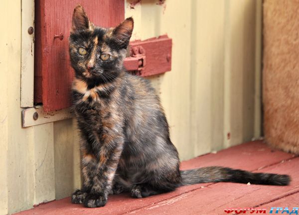 Как хочется домой