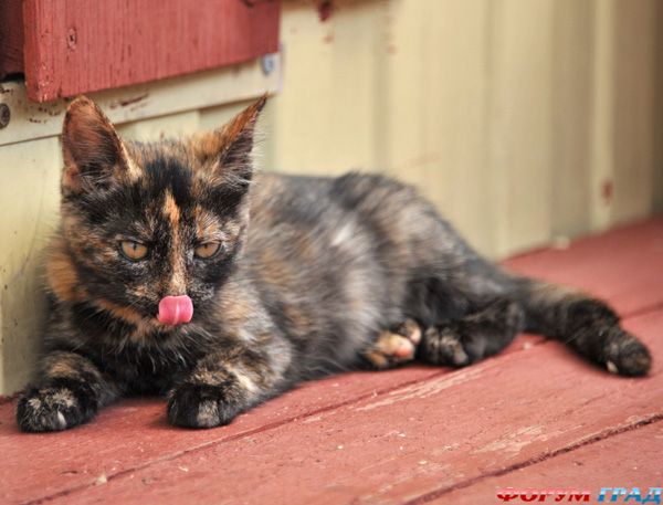 А если облизнуть нос, буду красивее...