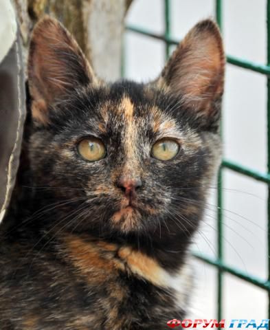 Несси - значит нужная