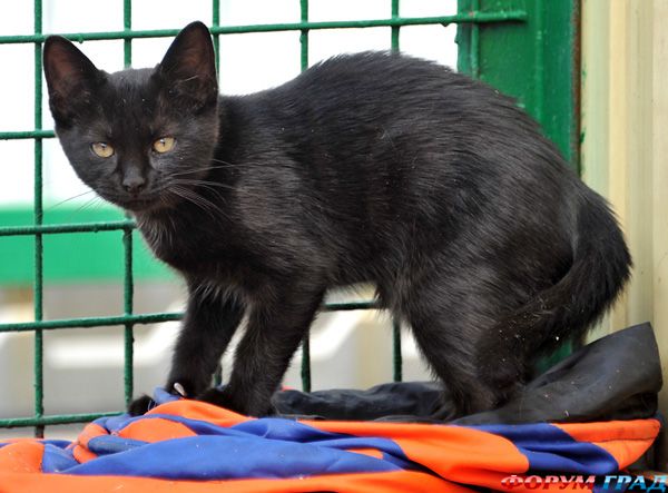 Как же плохо в клетке...