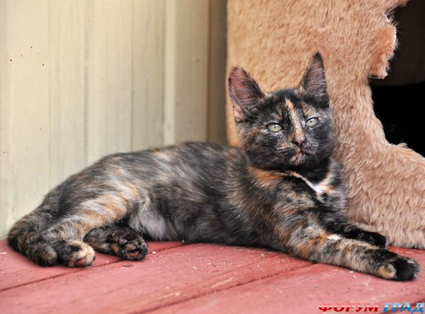 Задумчивость