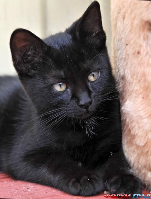 Где же ты, хозяин...