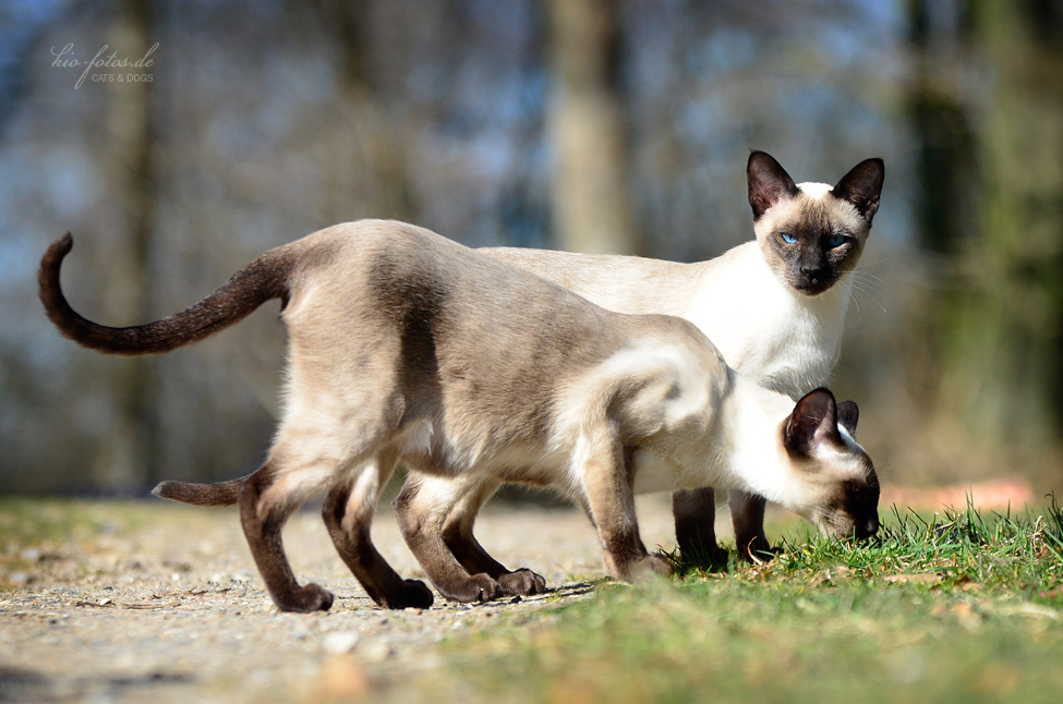 Сиамская кошка