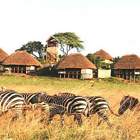 apoka-safari-lodge-uganda-07