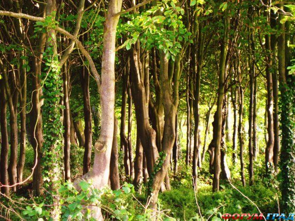 туристический форум