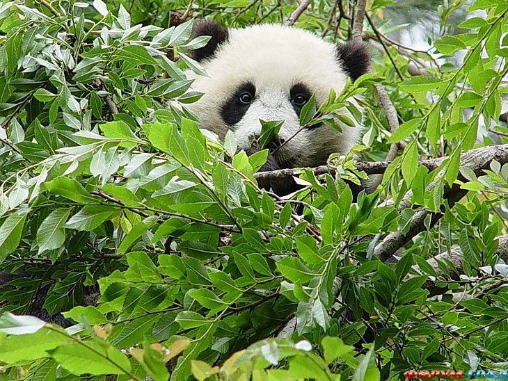 туристический форум