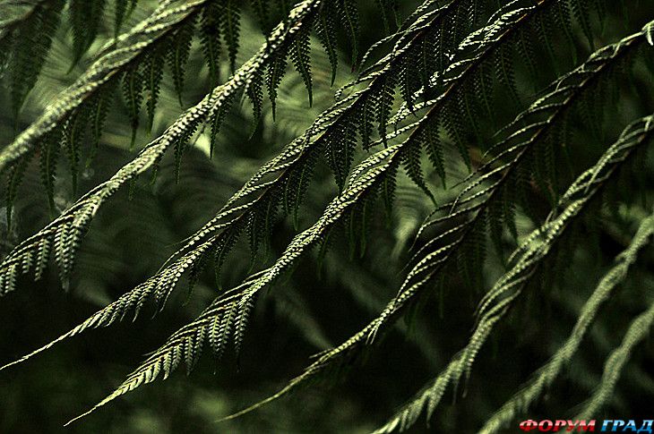 туристический форум