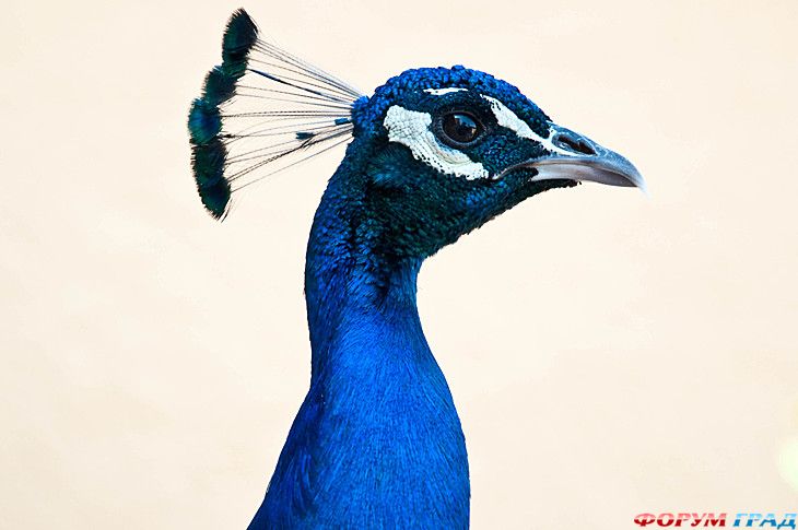 туристический форум