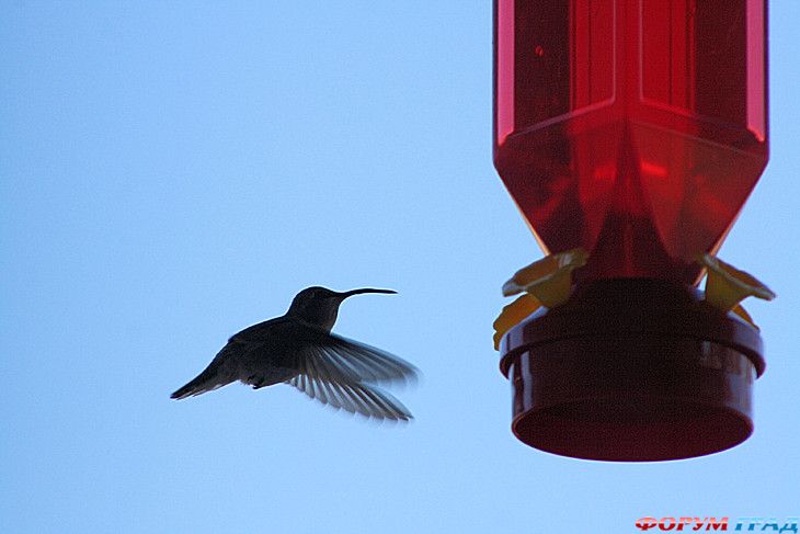 туристический форум