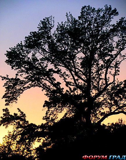 туристический форум