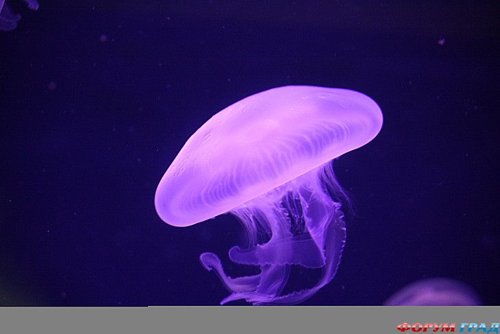 туристический форум