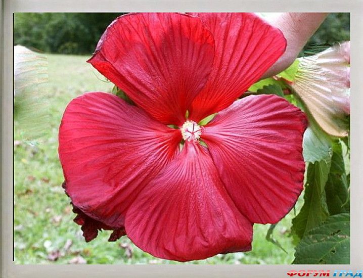 туристический форум