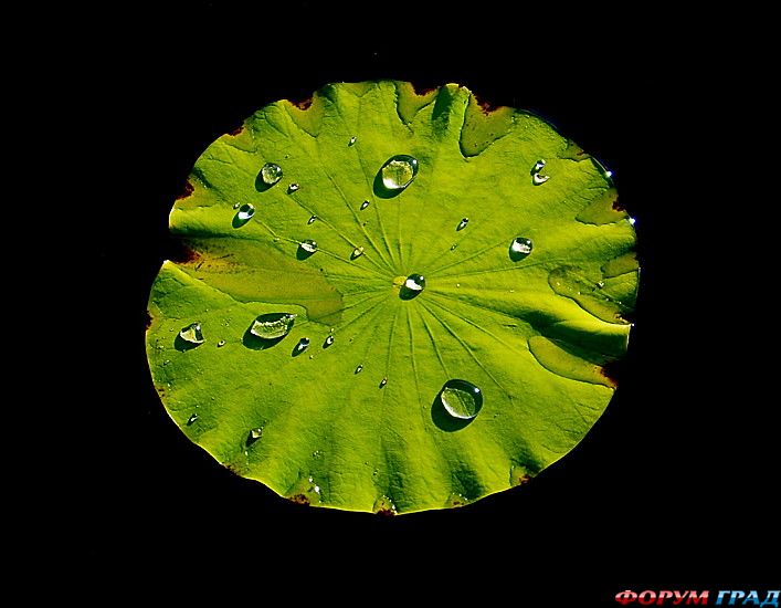 туристический форум