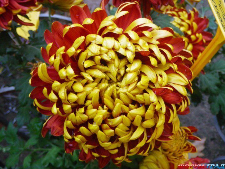 туристический форум