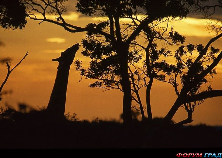 туристический форум