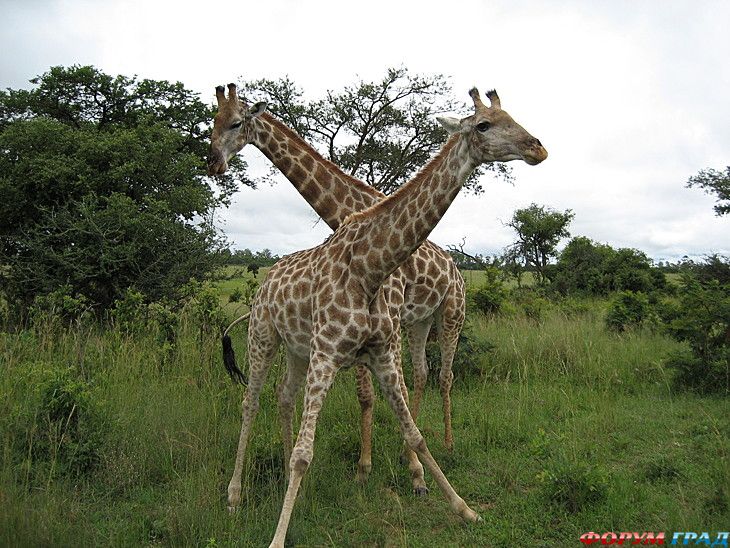 туристический форум