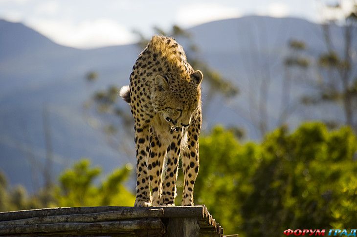 туристический форум