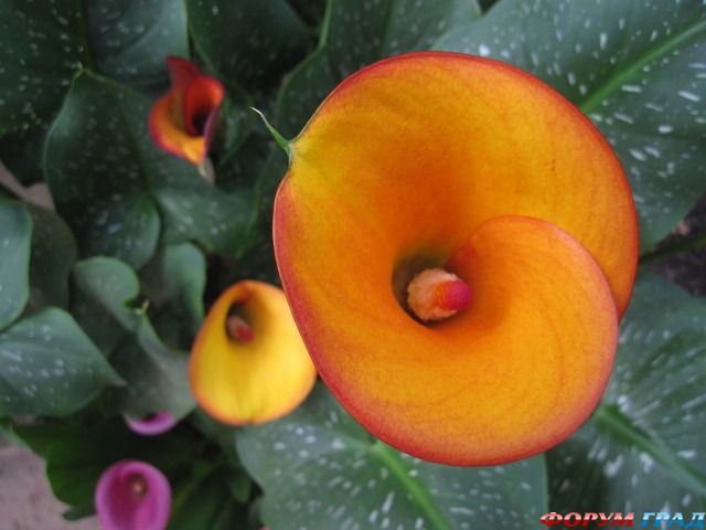 туристический форум