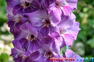 туристический форум