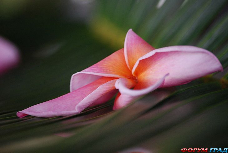 туристический форум