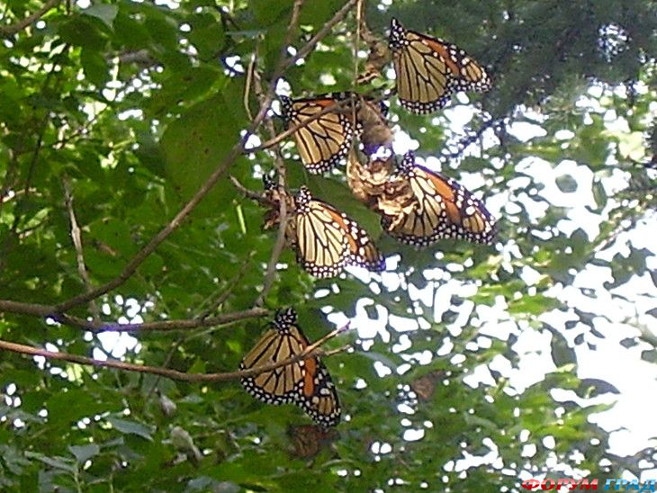 туристический форум