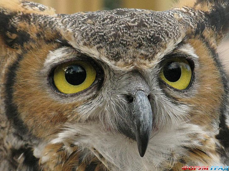 туристический форум