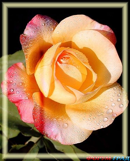 туристический форум