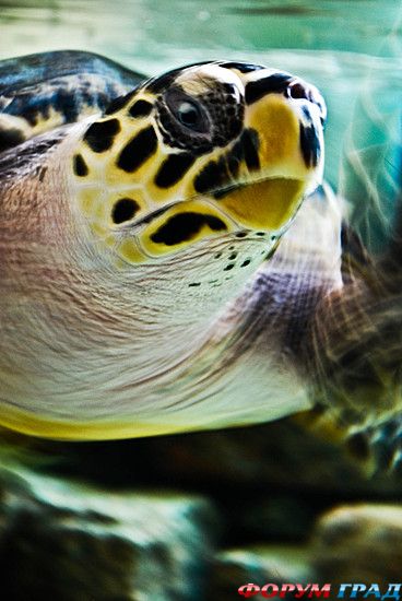 туристический форум