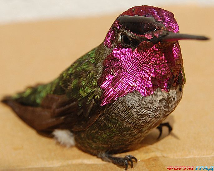 туристический форум