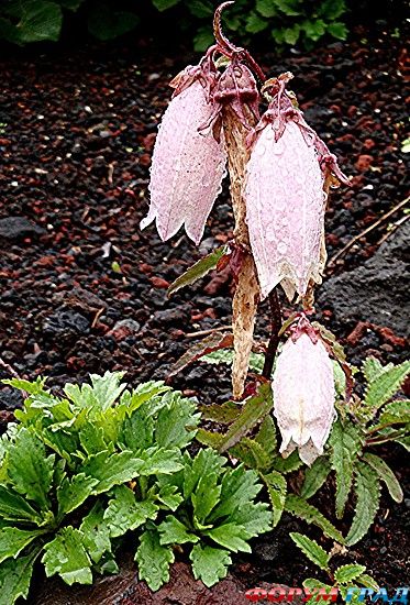 туристический форум