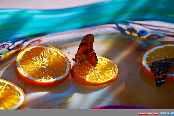 туристический форум